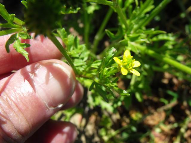 Ranunculus trilobus / Ranuncolo trilobo